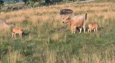 Les vaches d'Aubrac